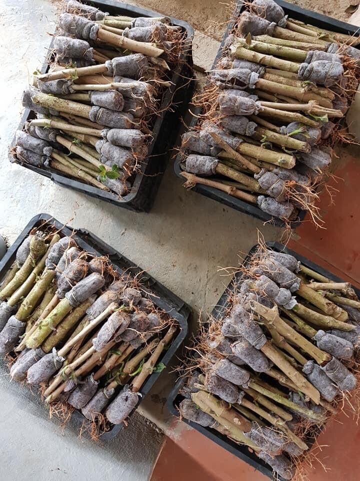 12 cây chè khổng lồ(chè đại)