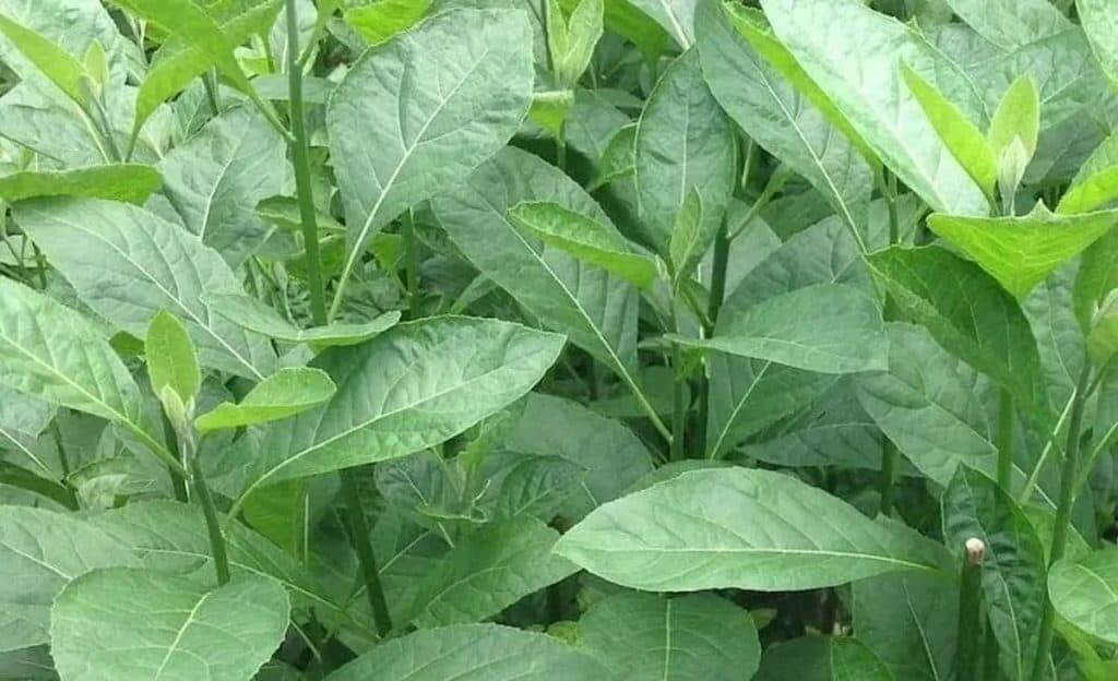 lá cây mật gấu(cây lá đắng)1kg
