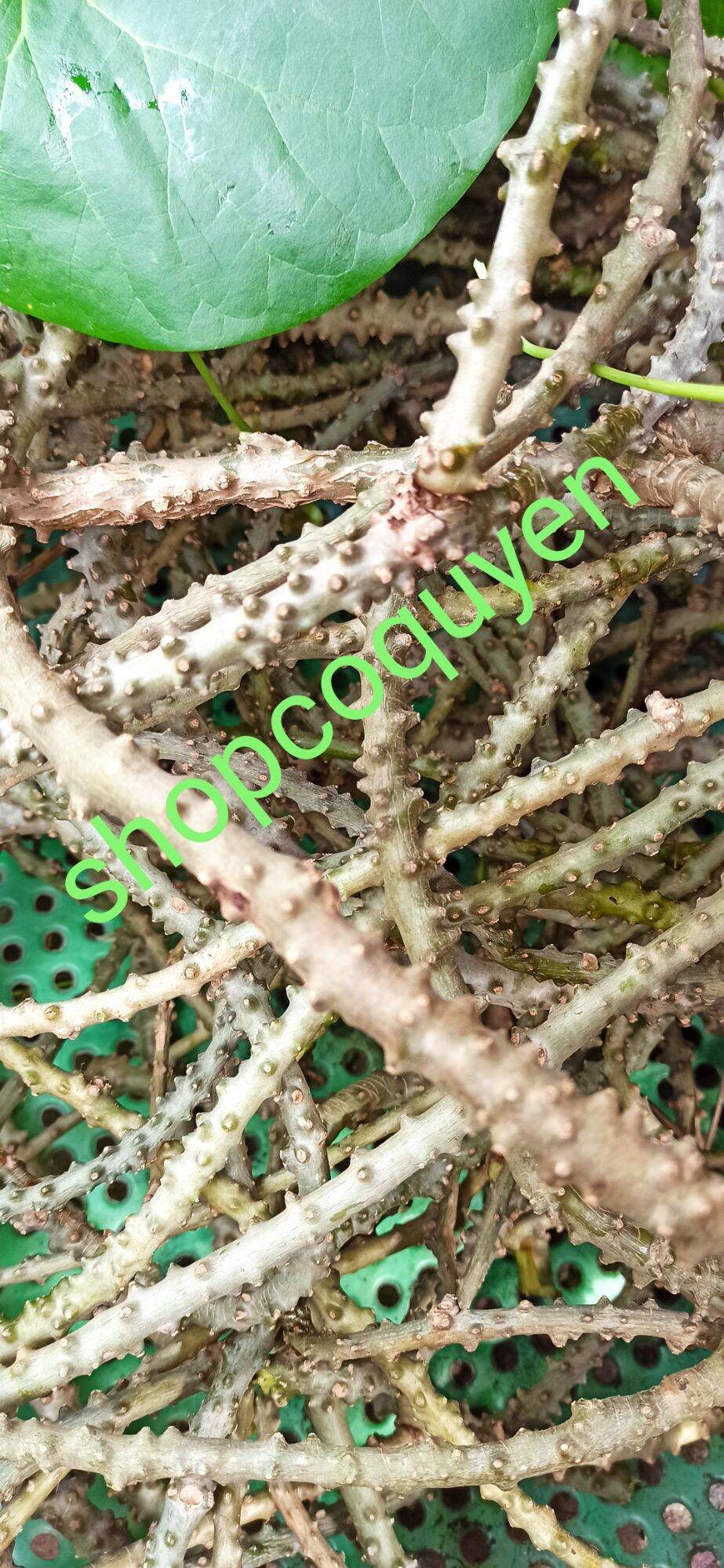 Dây cóc thần thông ký ninh tươi 1 kg