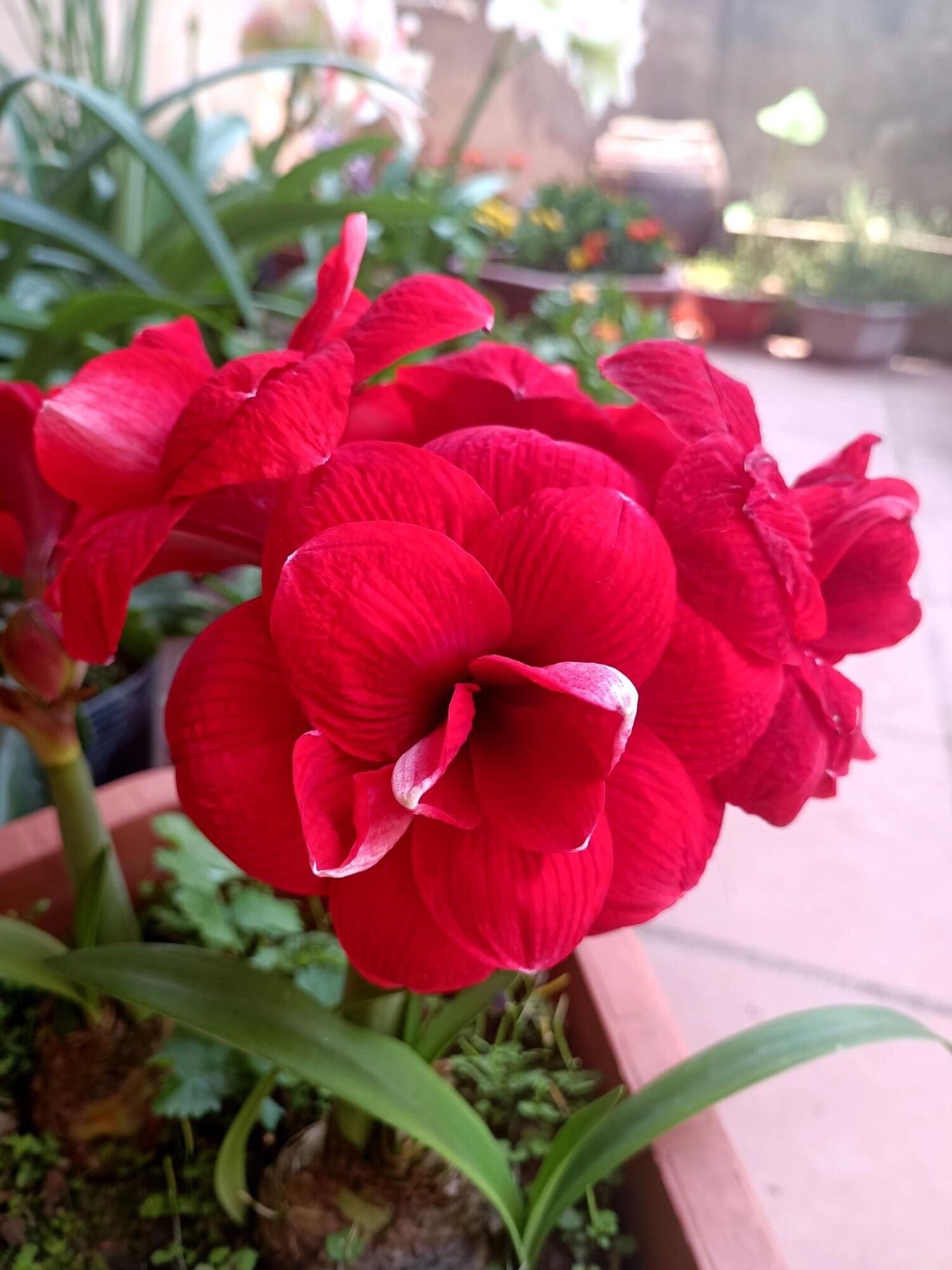 Tặng củ hoa Huệ kép