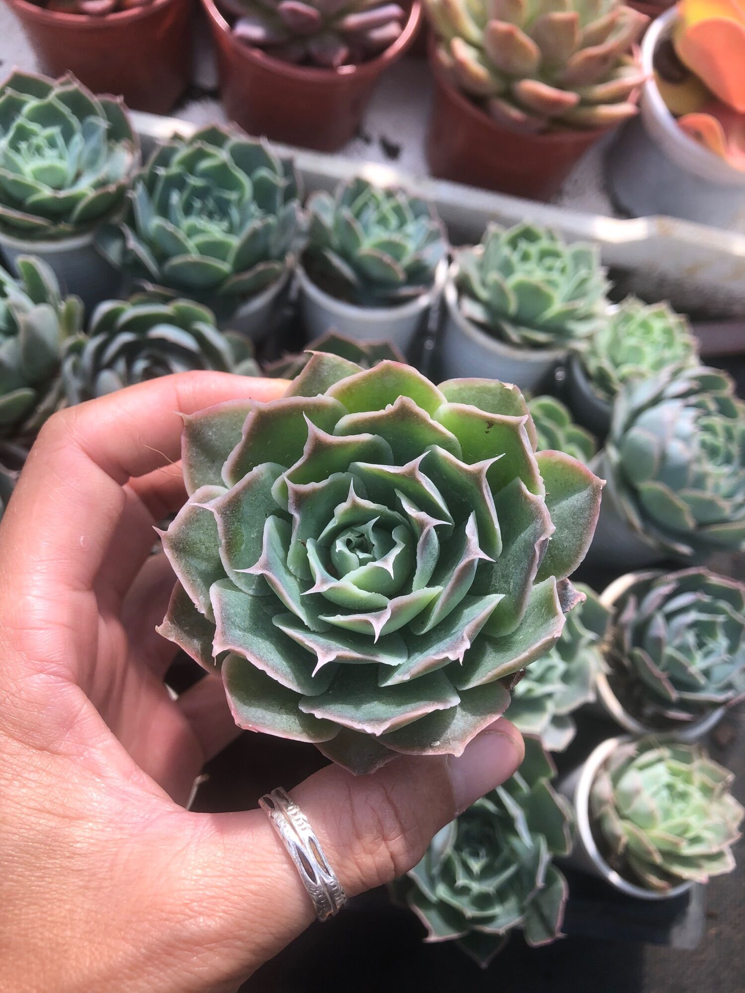 Sen đá Bông Hồng Sa Mạc 8cm