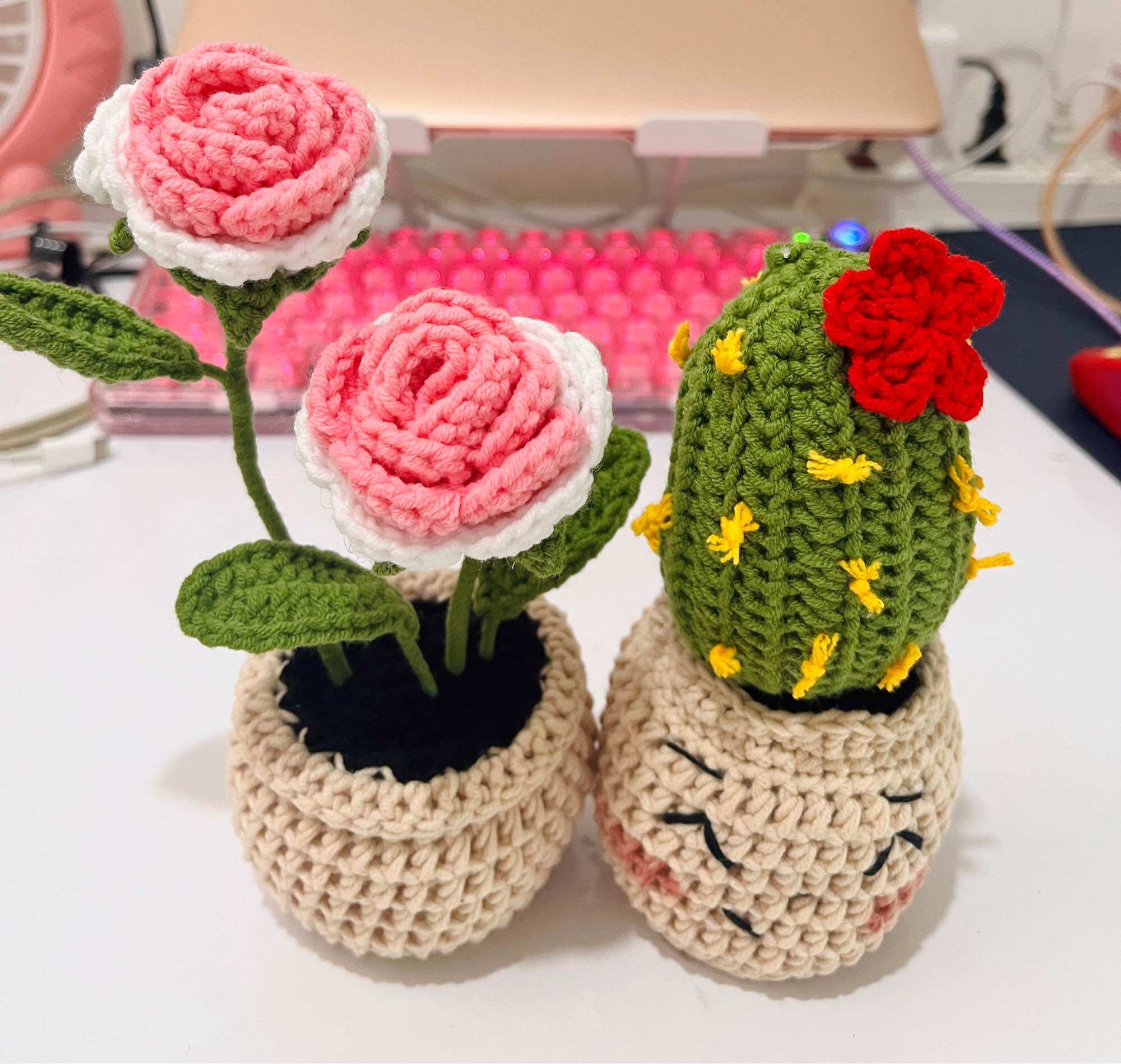 Two-color roses potted flowers
