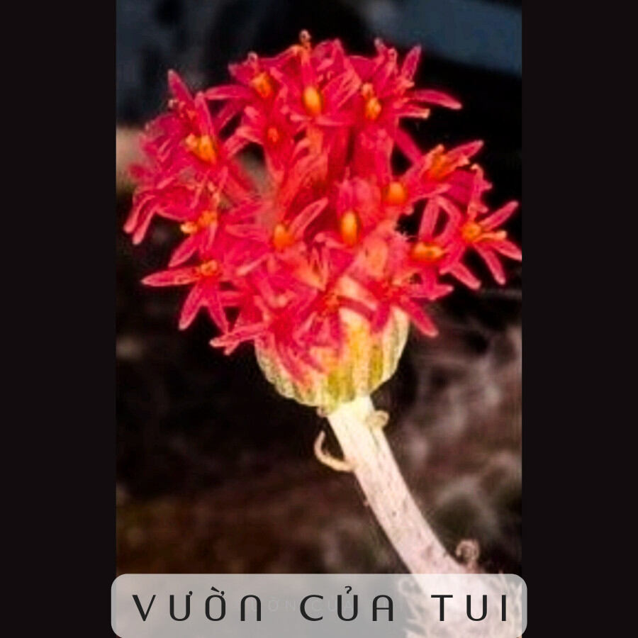 Cây xương rồng euphoria hoa đỏ