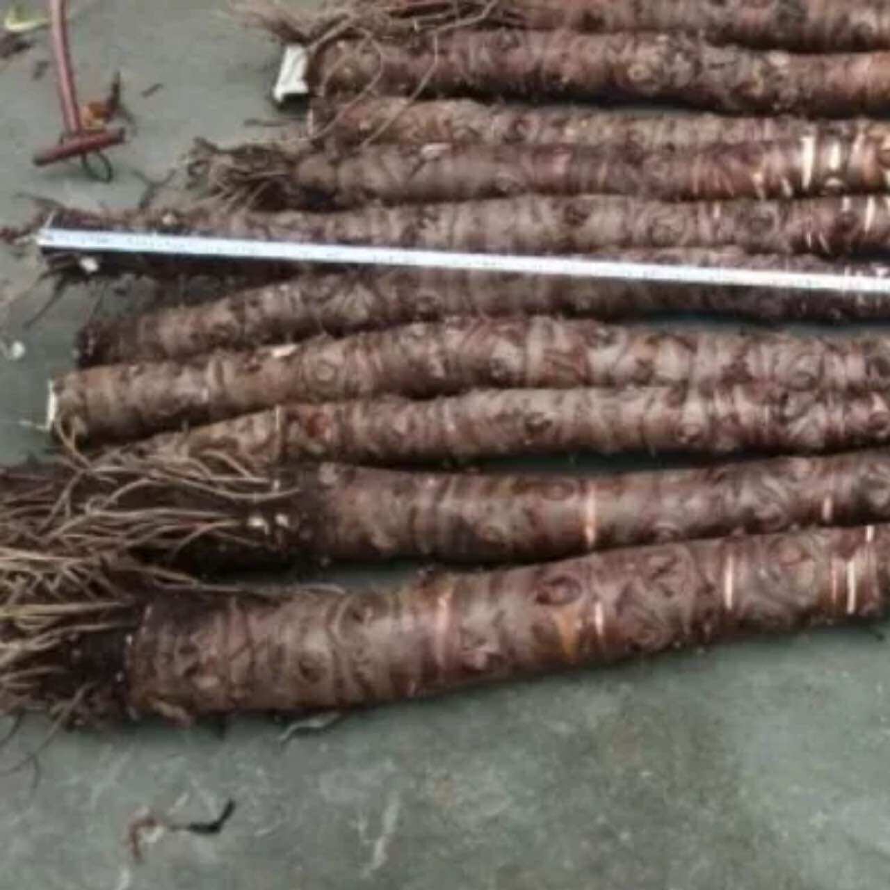 5kg bac hà núi -An giang