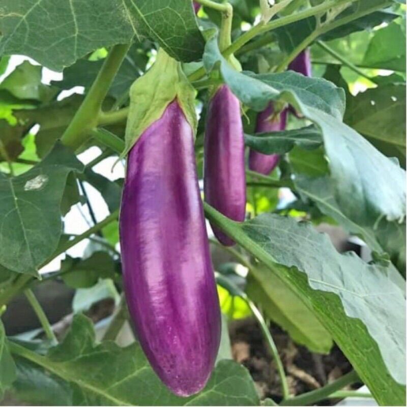 Hạt Giống Cà Tím F1