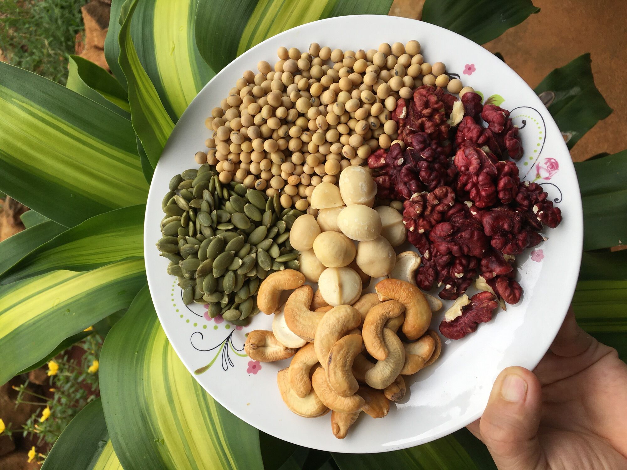 Óc chó đỏ Hartley Mỹ, hàng nhập khẩu 100% 500gr