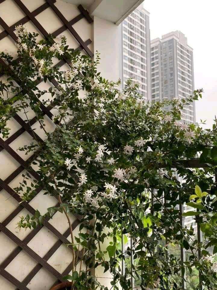 Cây Nguyệt quế leo