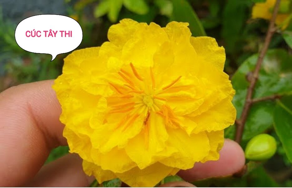Shell nhanh 3 tặng 1 mai ghép cúc tây thi ,cúc hoàng hậu