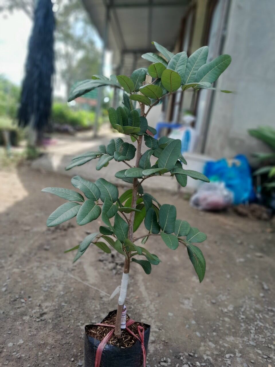 Thanh nhãn cây giống mới