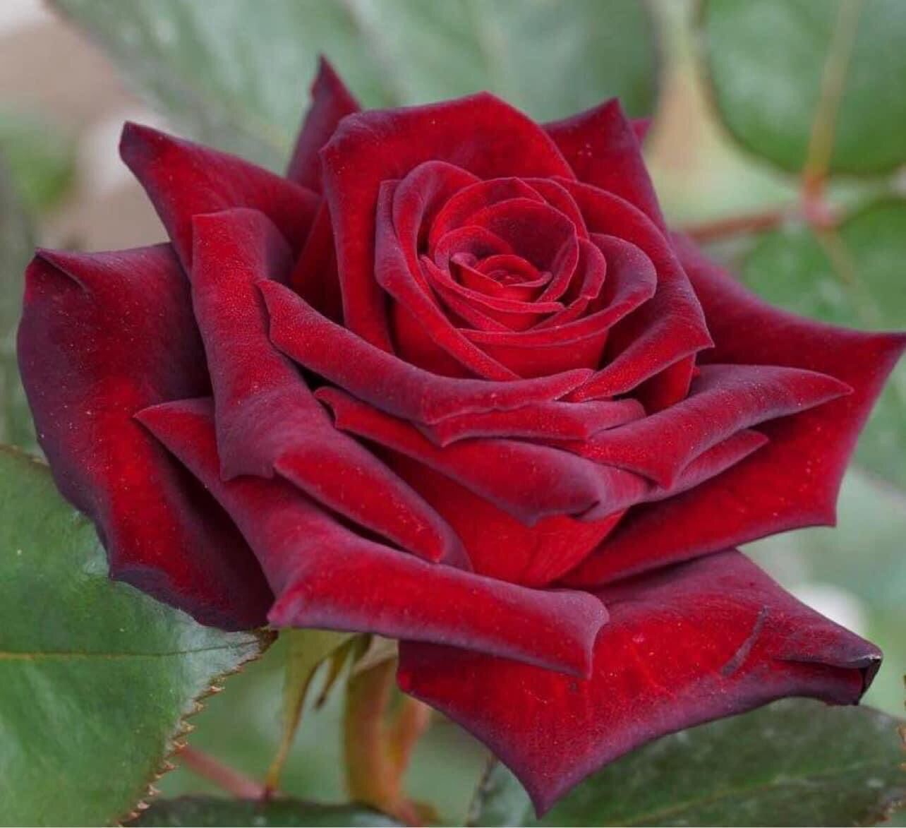Hoa hồng cổ nhung nb rose