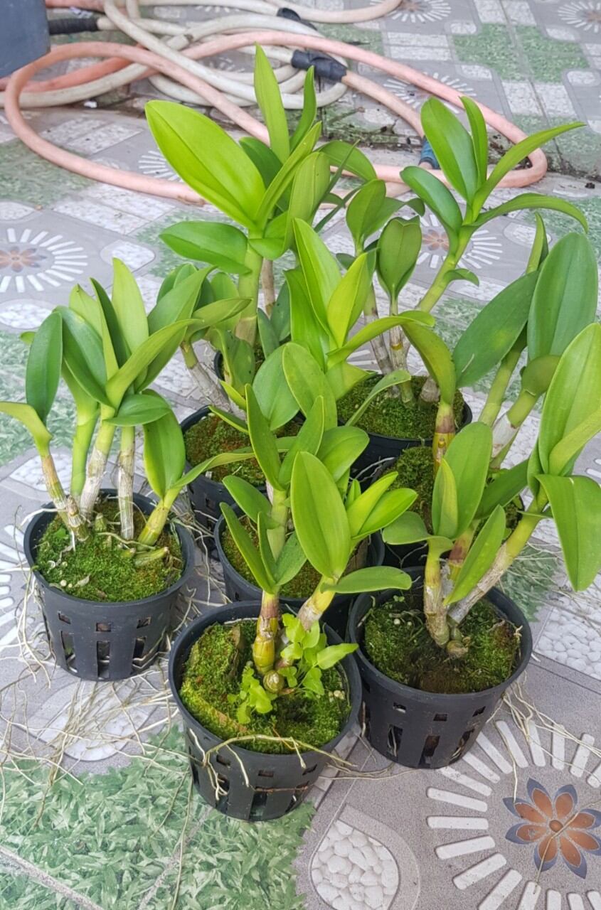 Dendro thiên lan  vườn thanh lý ( combo 5 chậu)