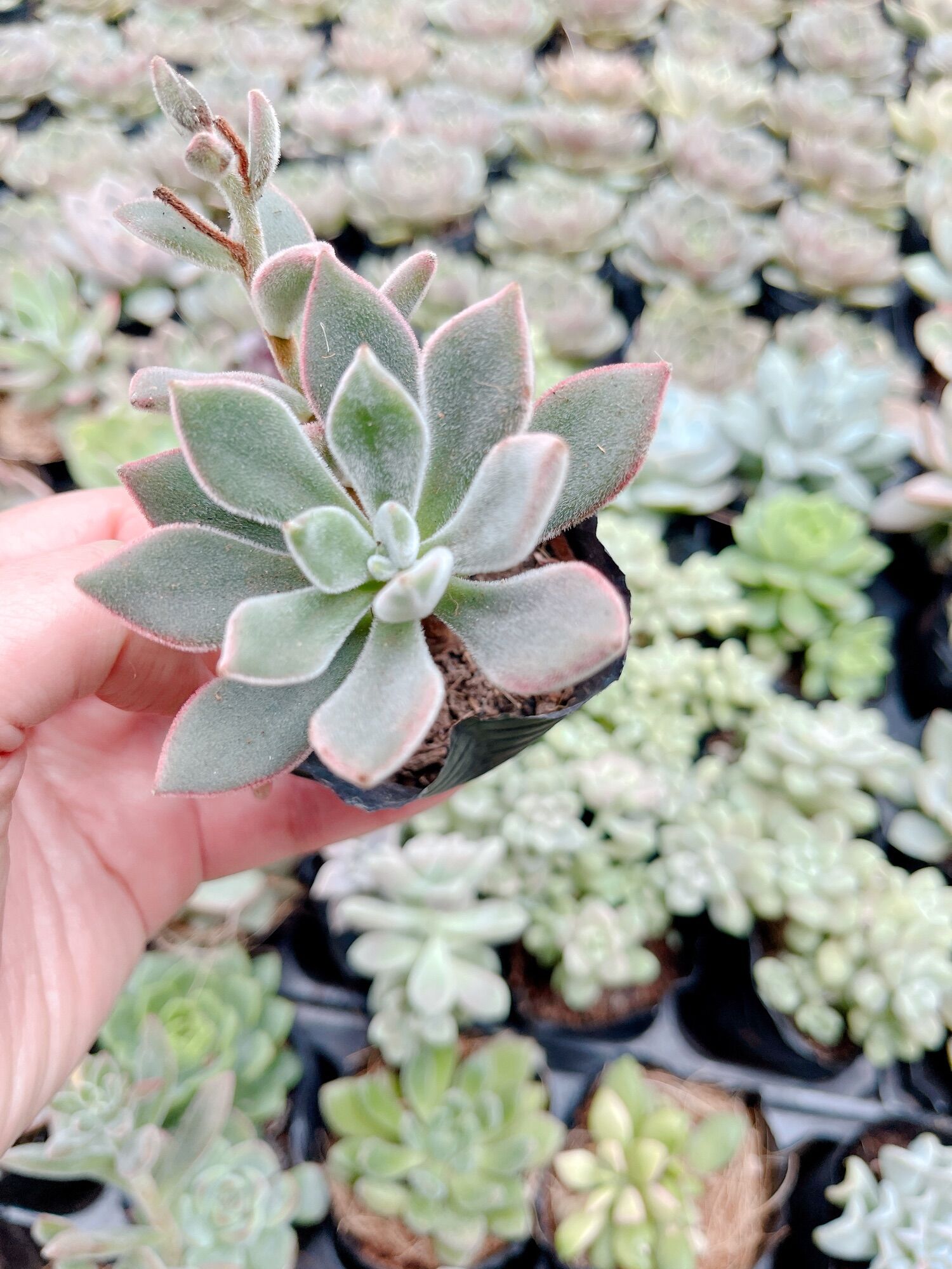 Sen đá nhung đỏ size bầu 3-5 cm