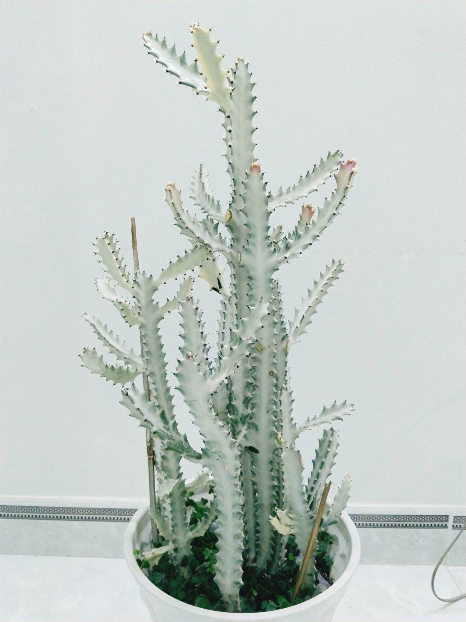 Xương rồng euphoria var trắng