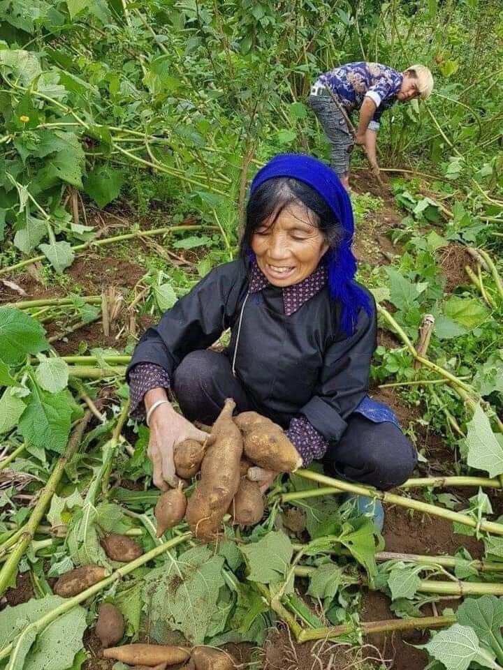 1kg khoai sâm đất ngon ngọt