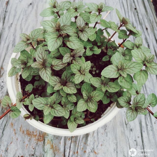 Bạc hà chocomint chậu lớn