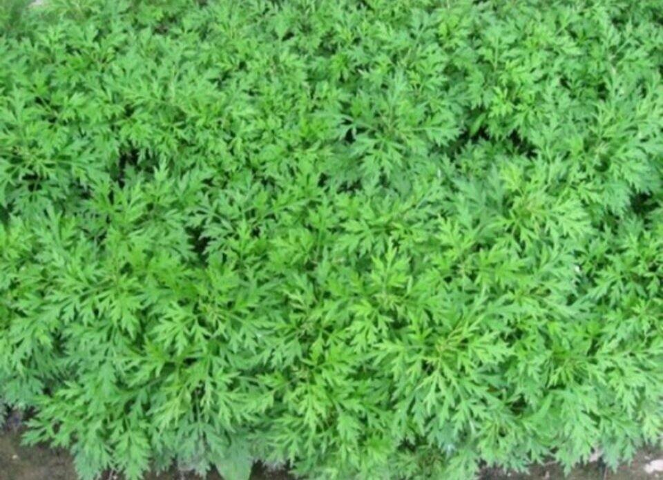 Ngải Cứu phơi khô, sạch 500g ( hàng nguyên lá )