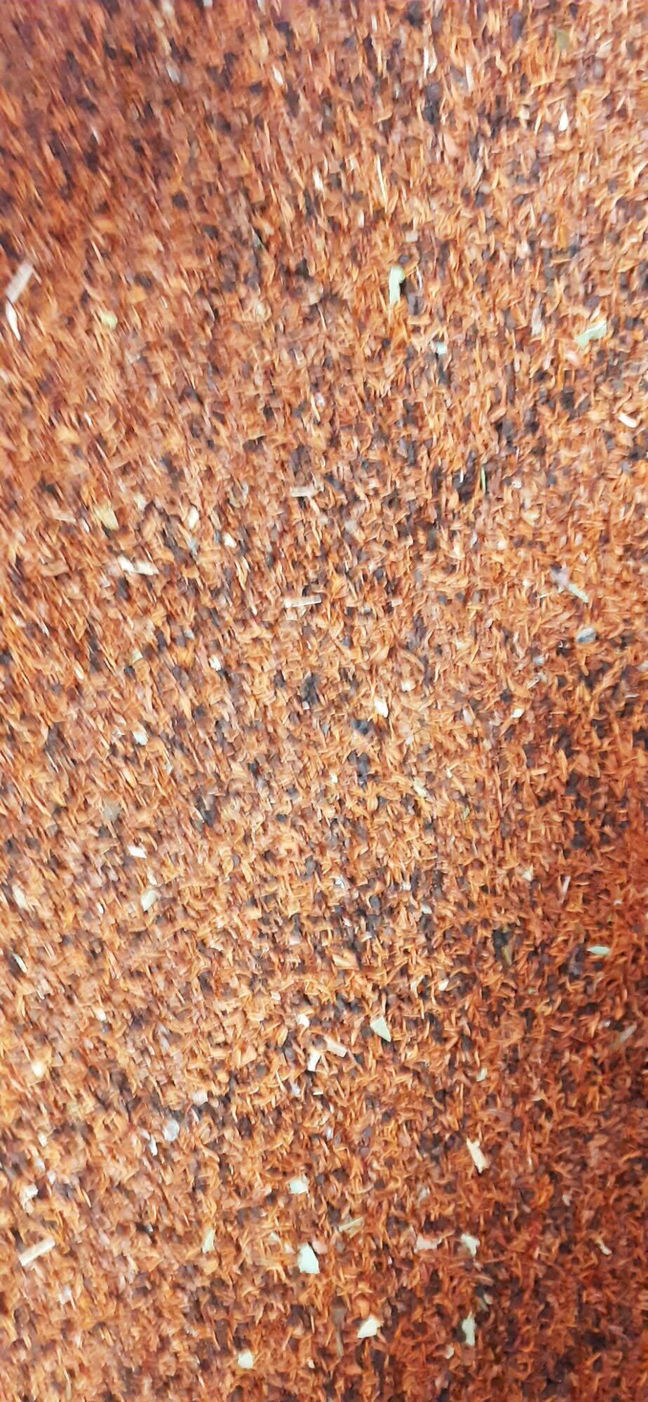 250 gram bạch đàn đỏ giống