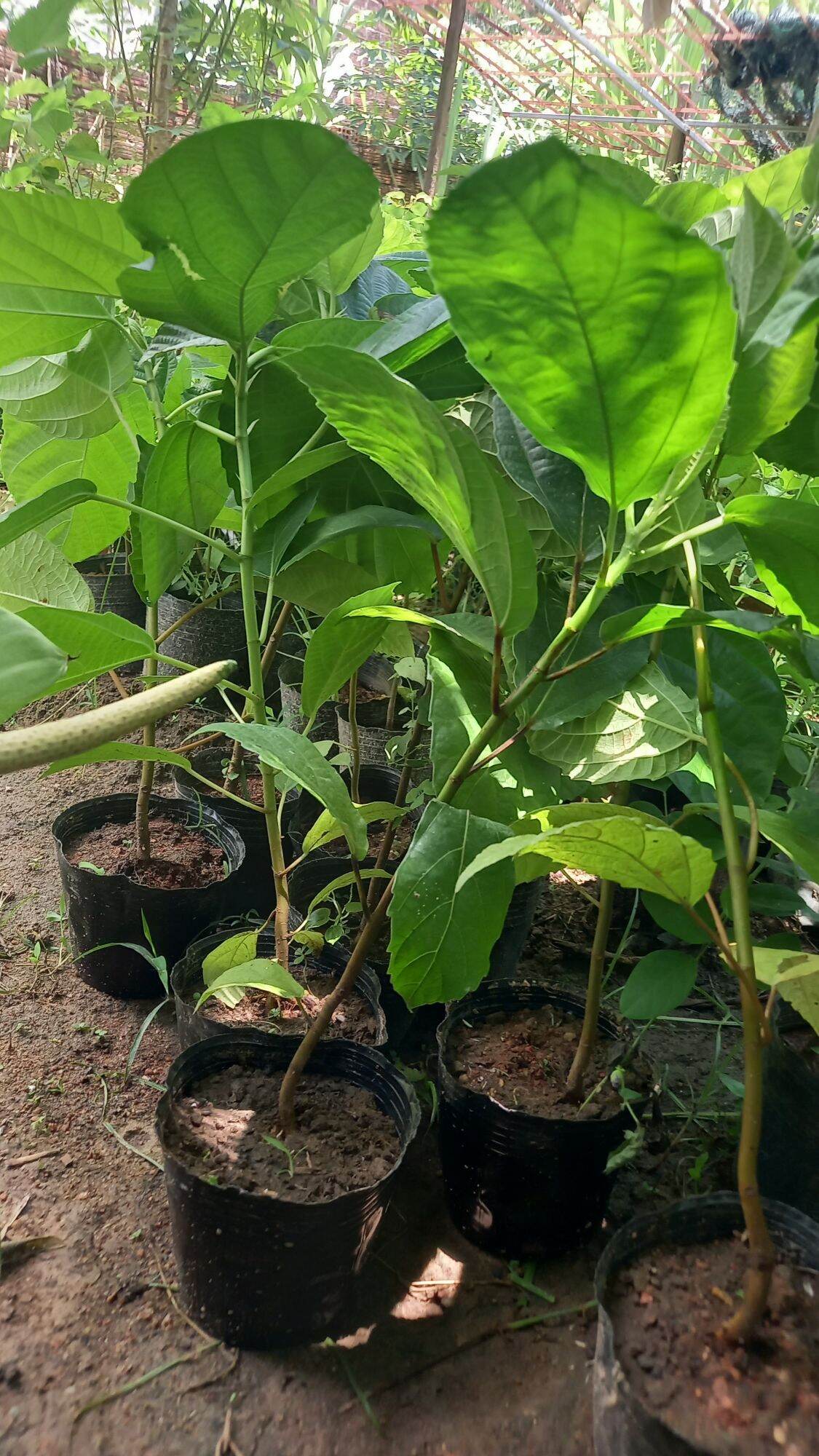 Cây vả siêu quả.cây hình 2