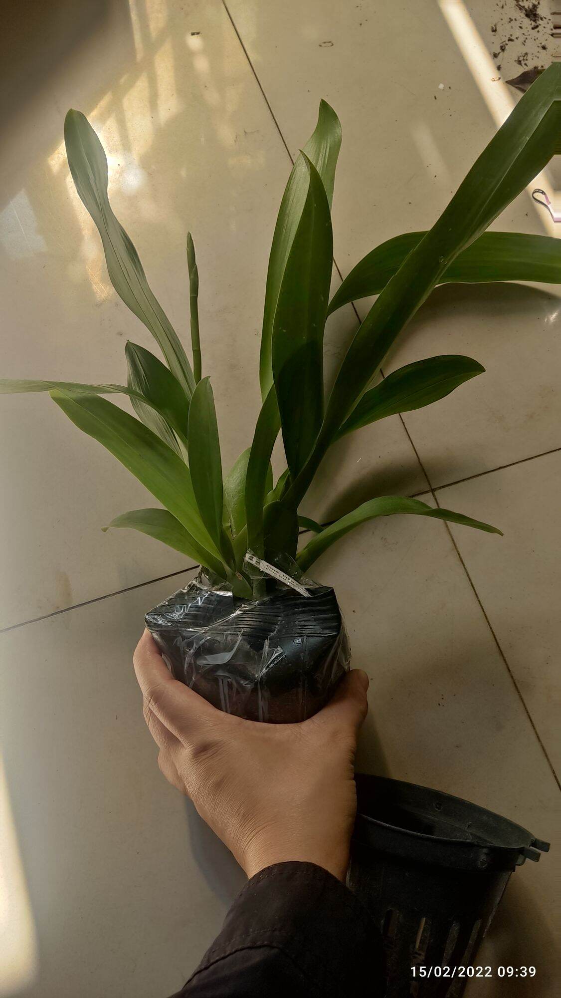 Vũ nữ năm mới cam nhú vòi hoa