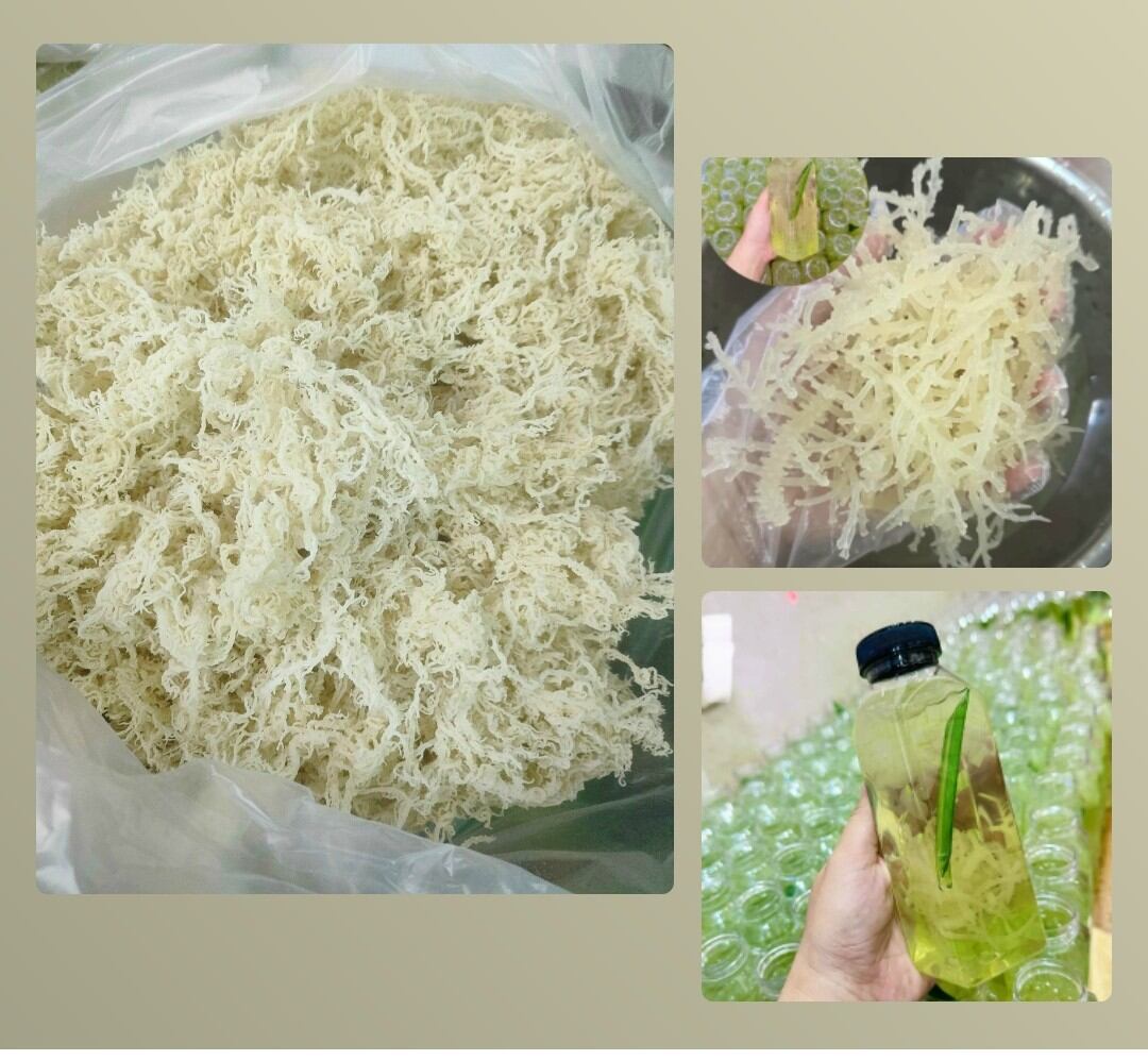 Rong sụn gai muối khô 1KG - date mới