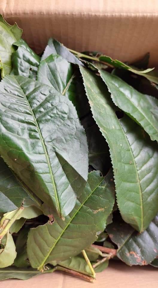 lá chè tươi lâm đồng 500g