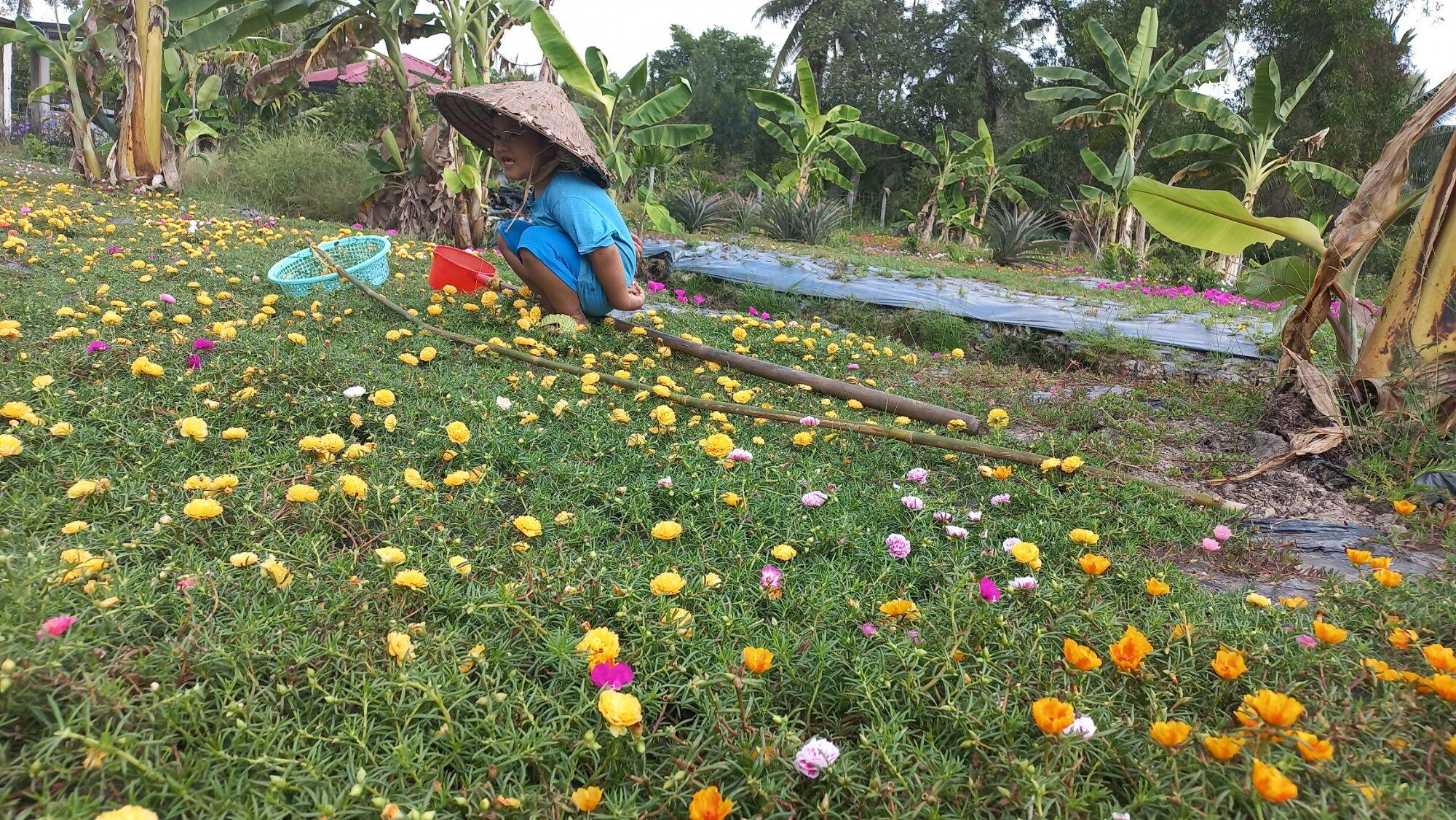 hoa mười giờ thái kép 8 màu  1 ký