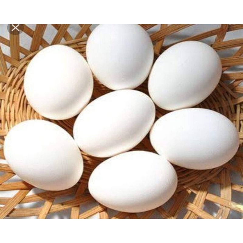 Trứng Ngỗng Vườn