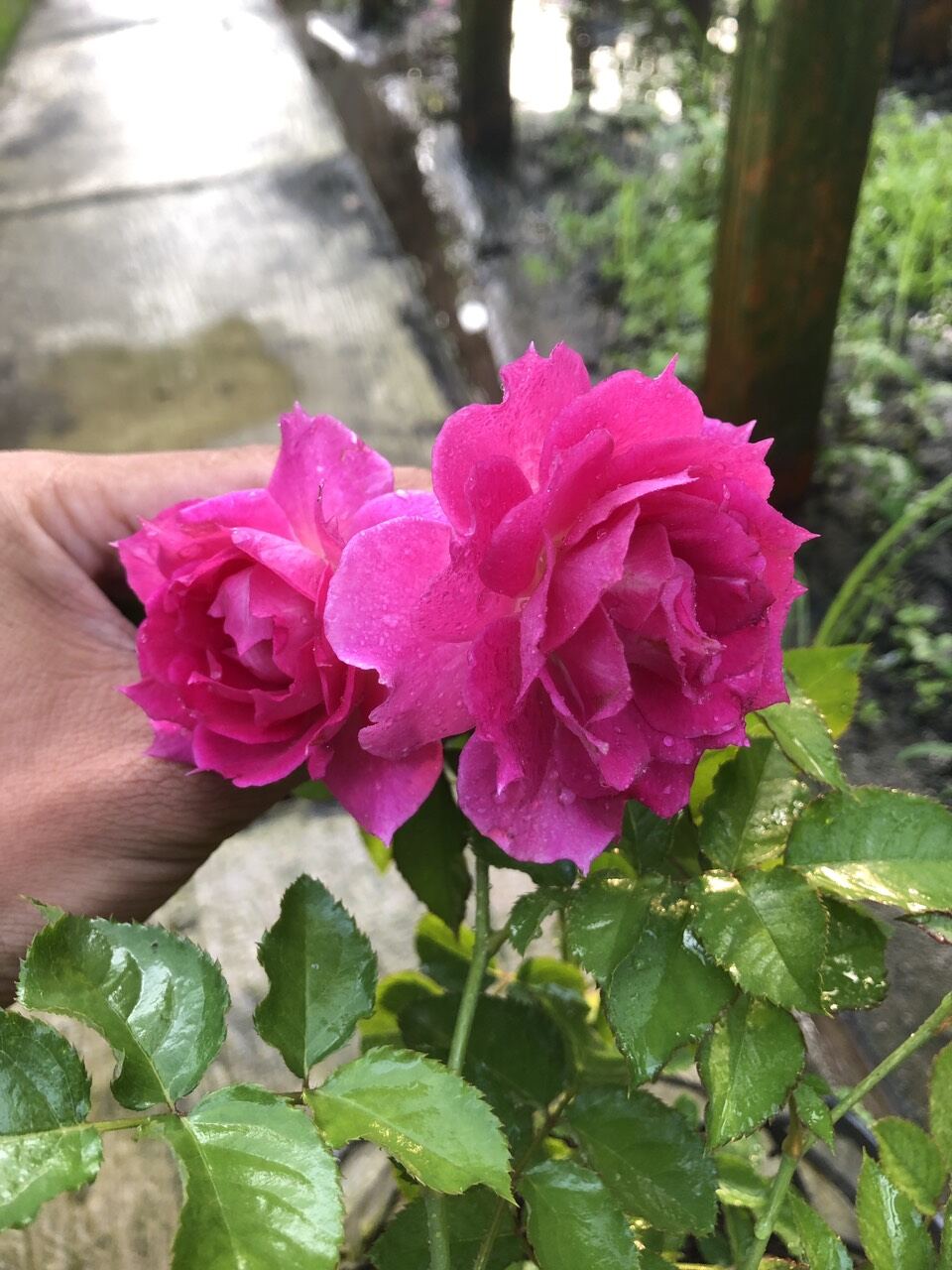 Hoa hồng tím Sheherazad, hồng ngoại, hồng bụi, thân gỗ, nguyên bản