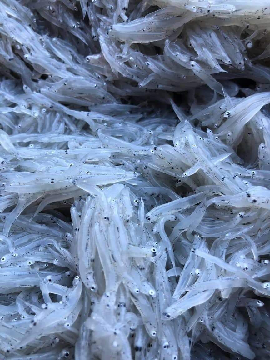 1kg Cá Cơm mờm sữa (hoả tốc tphcm)