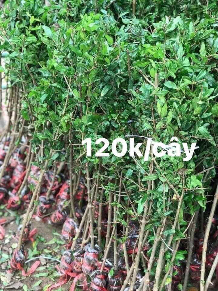 cây giống lựu ấn độ. cây cao hơn 80cm