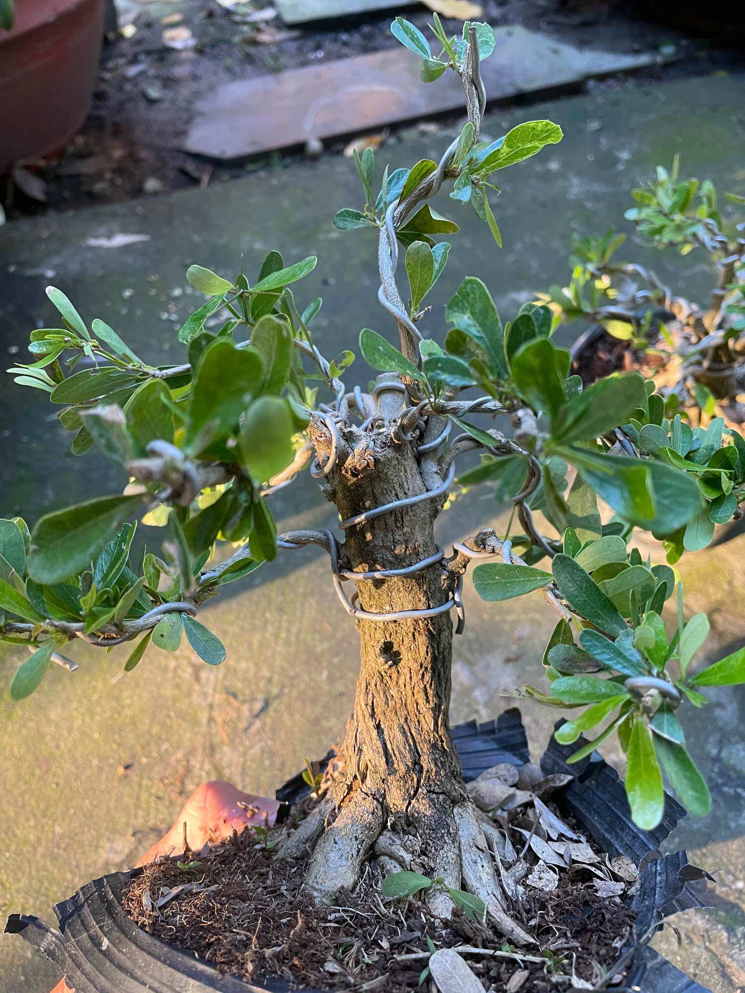 [HCM]Linh sam gốc to dạng phôi bonsai