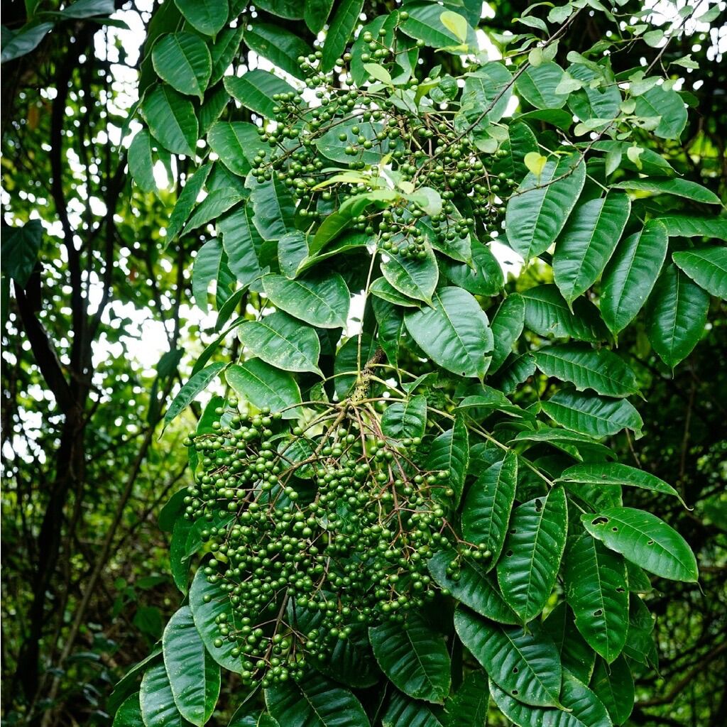Giống cây Mắc Khén( Mác Khén)