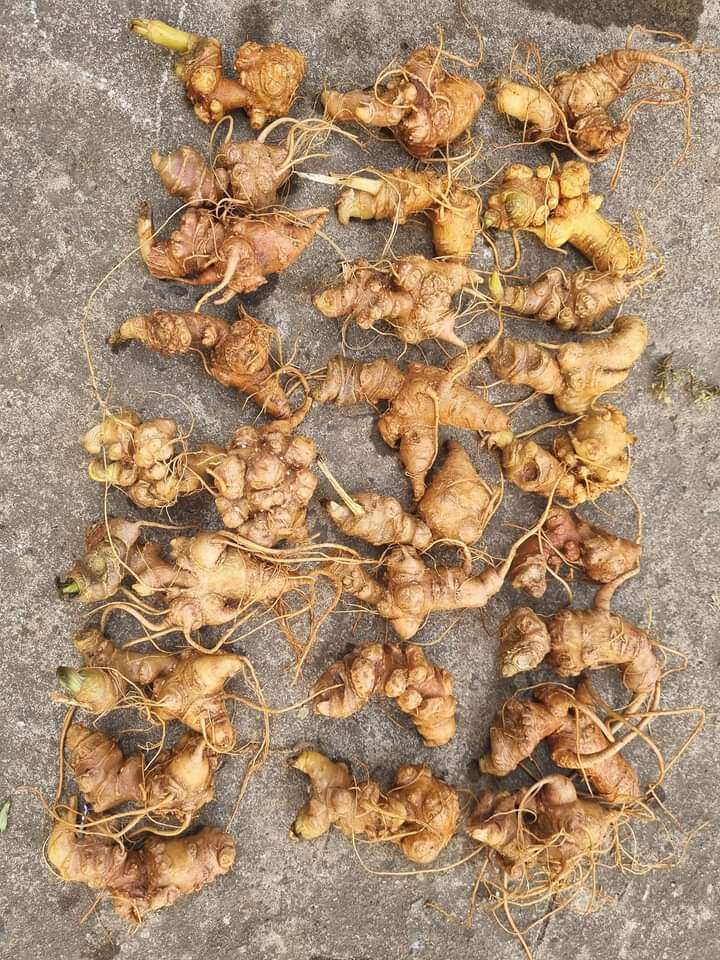 200g sâm Ngọc Linh không lá