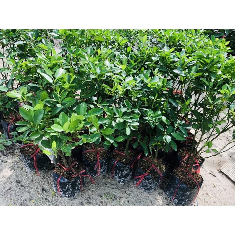 Cây giống tắc ngọt có sẵn trái