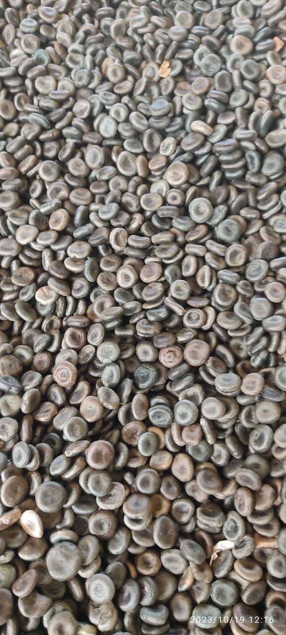 100g hạt mã tiền đen chuẩn loại 1