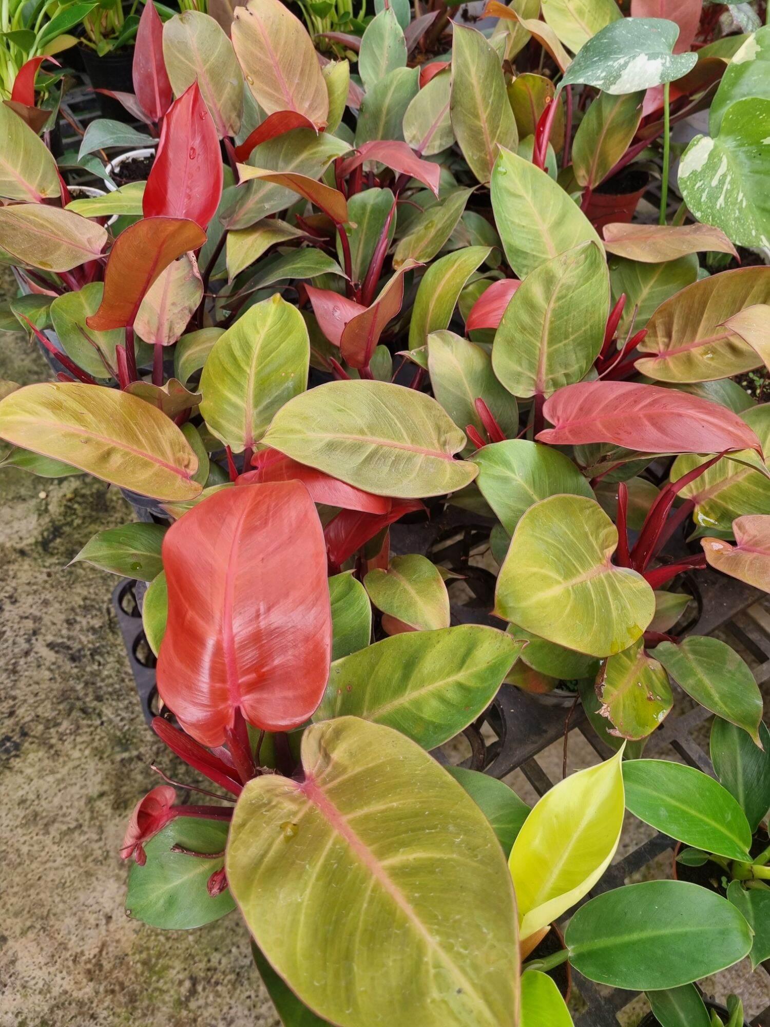 Cây đế vương đỏ - Philodendron erubescens