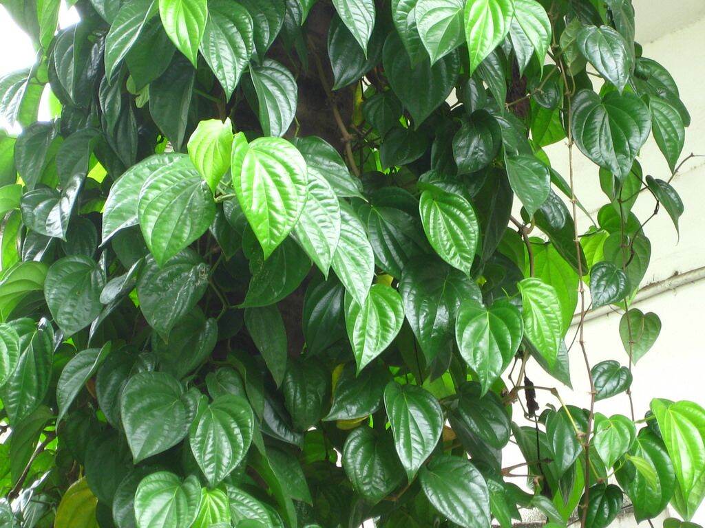 LÁ TRẦU KHÔNG TƯƠI 100gr