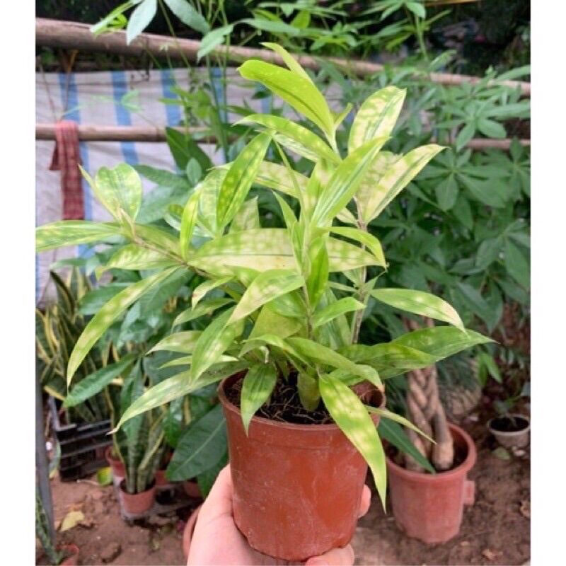 Cây trúc Nhật nhỏ