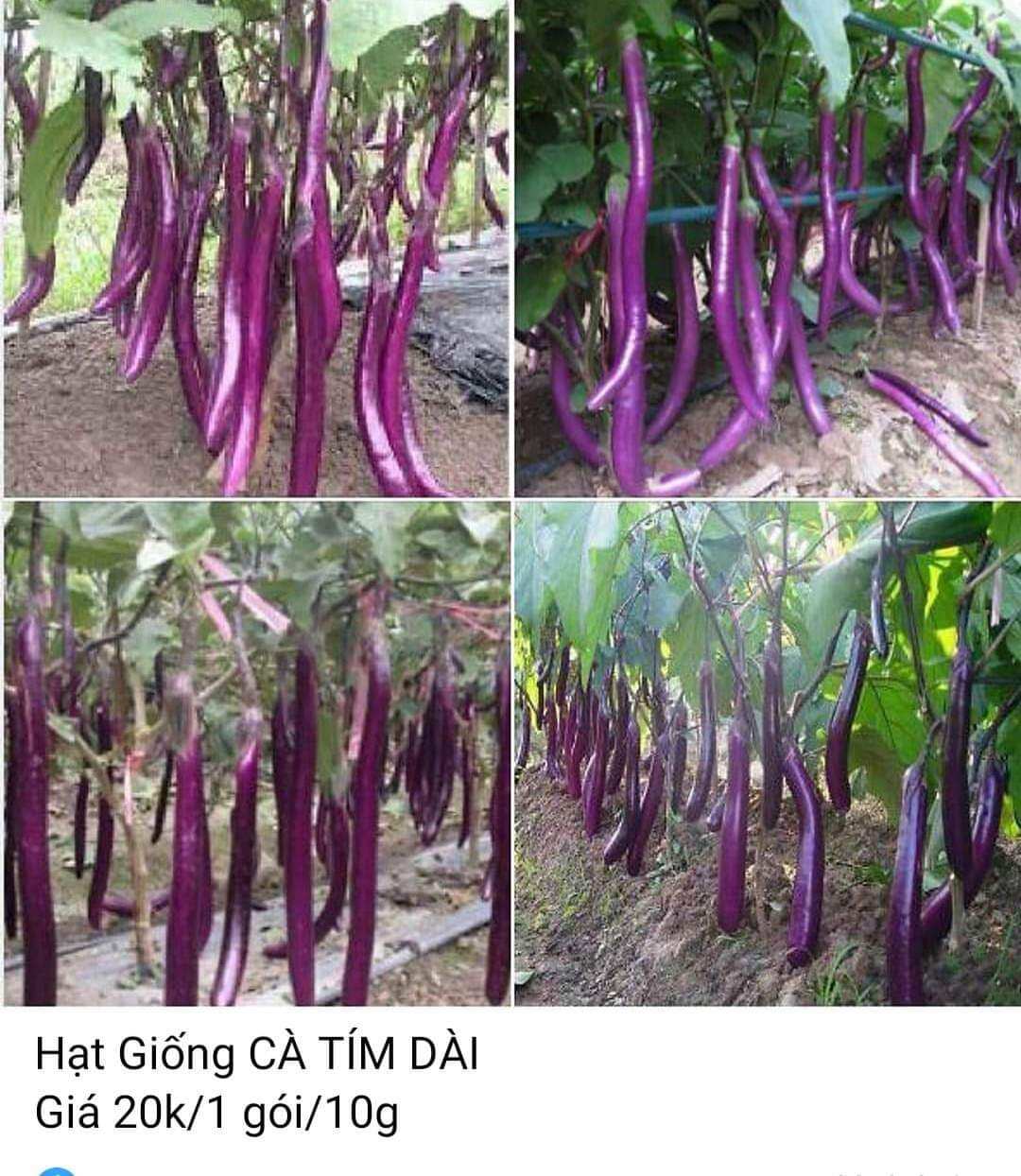 Gói 100 hạt giống cà tím dài lên mầm rất tốt