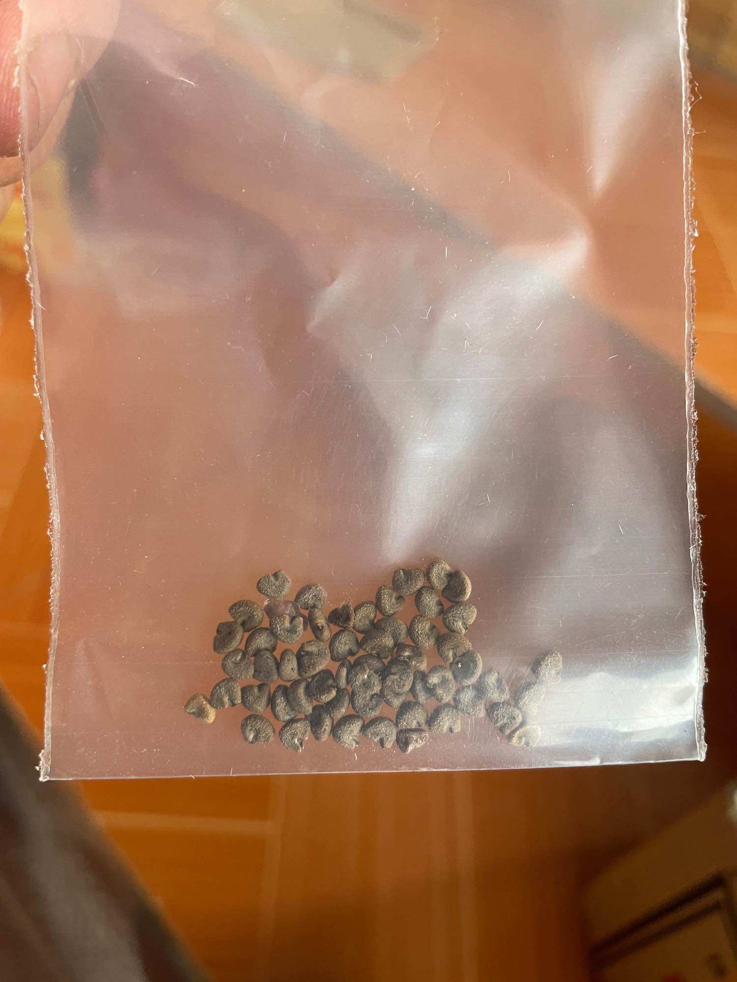 Cây bụp chua( hạt giống tự nhiên)