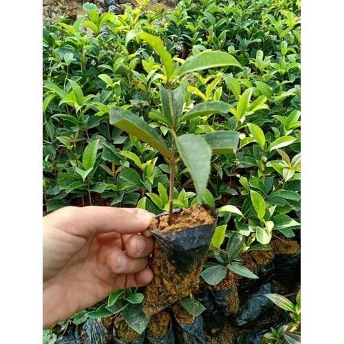 Cây giống mộc hương(1 bầu cây)