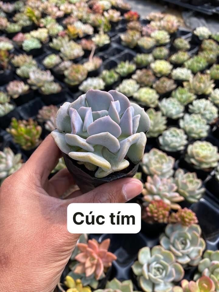 Sen đá cúc tím size bầu 3-5 cm xuất vườn đà Lạt