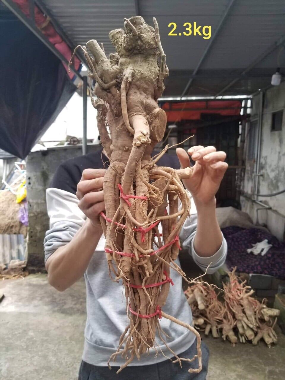 Đinh lăng Tây Bắc 400k/củ 2kg