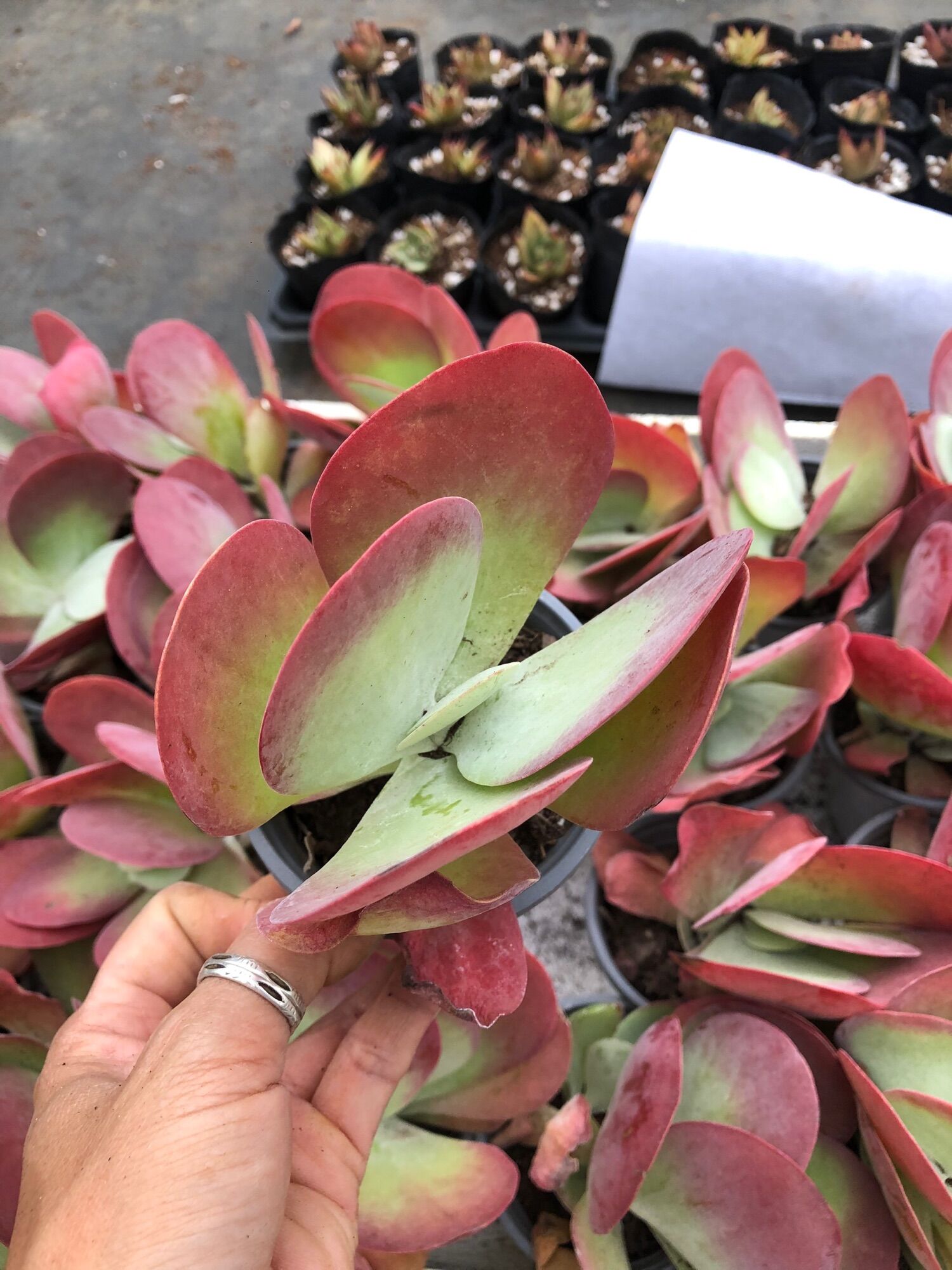 Sen đá Cánh Bướm 12-13cm