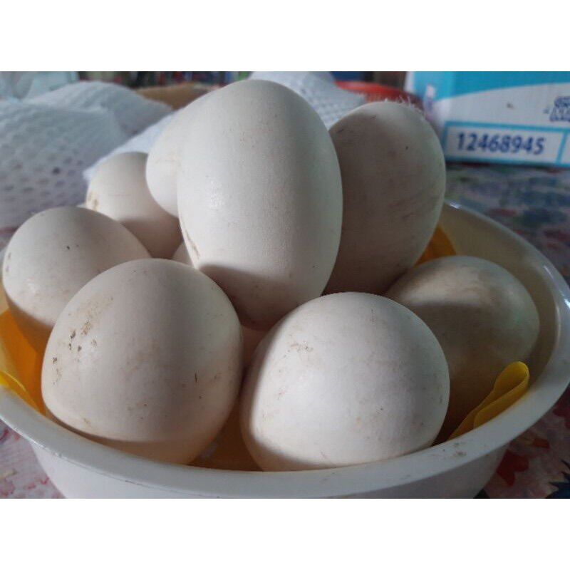 Trứng Ngỗng vườn
