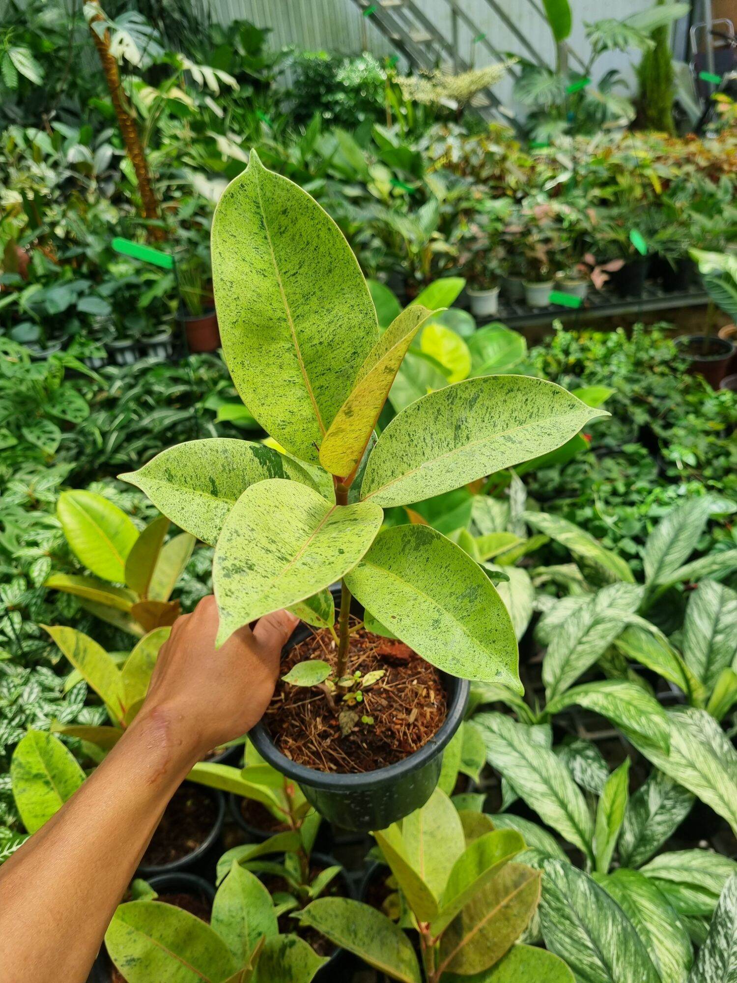 ficus elastica shivereana - Đa shivereana