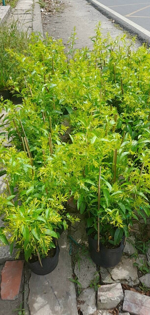 cây dạ lý hương hoa thơm