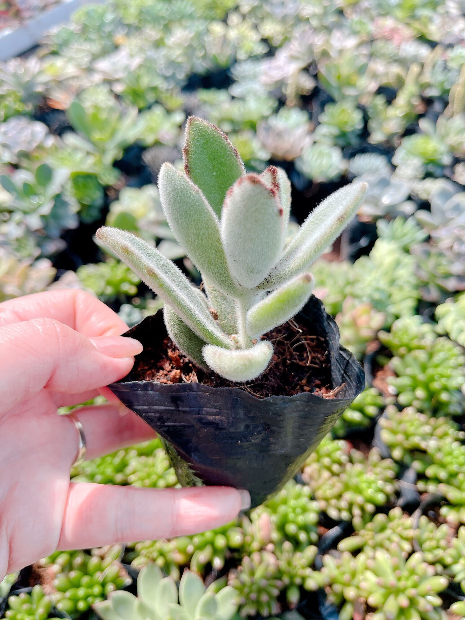 Sen đá nhung đen size bầu 3-5 cm