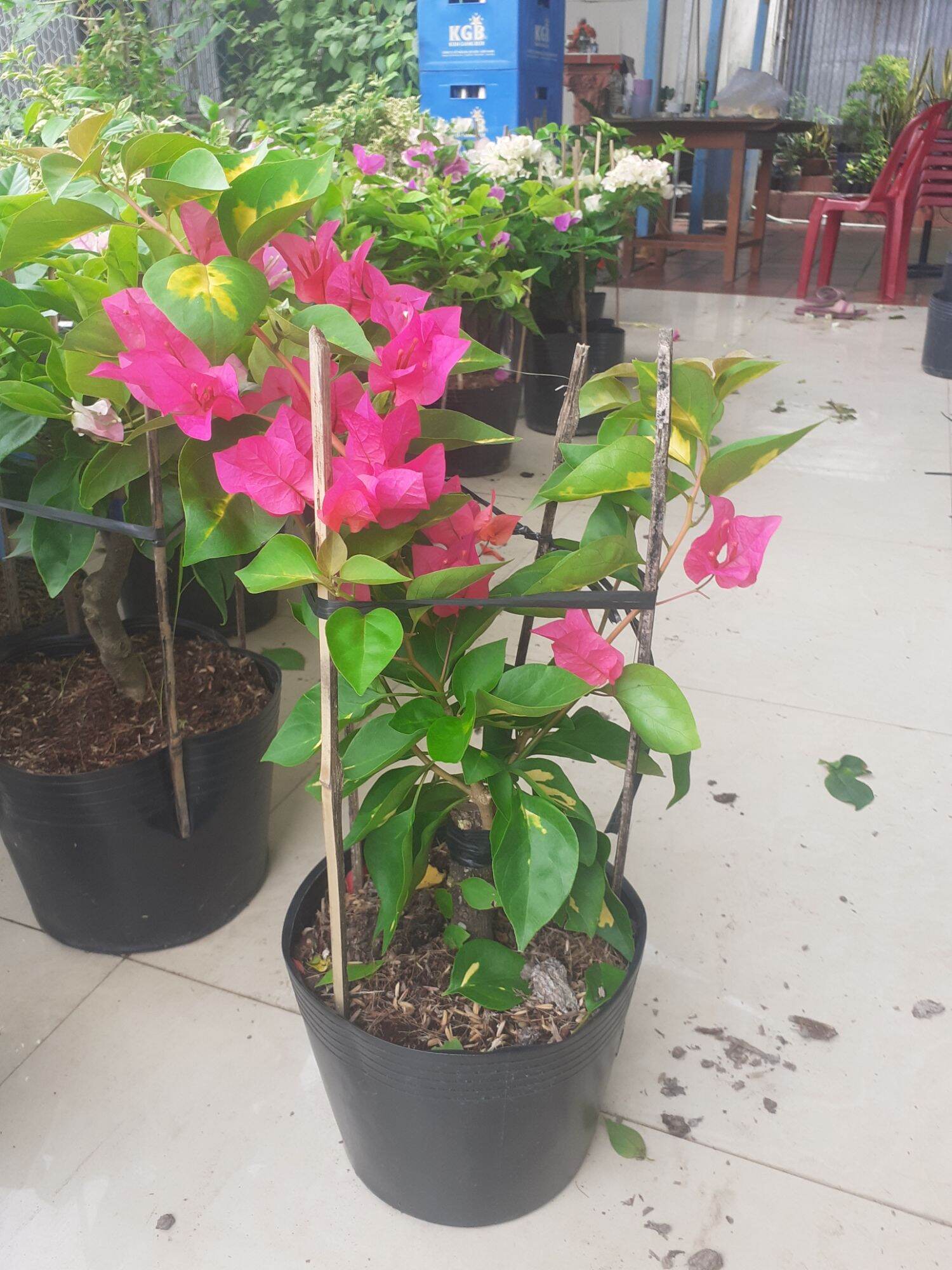 Cây Hoa giấy phượng hoàng lửa