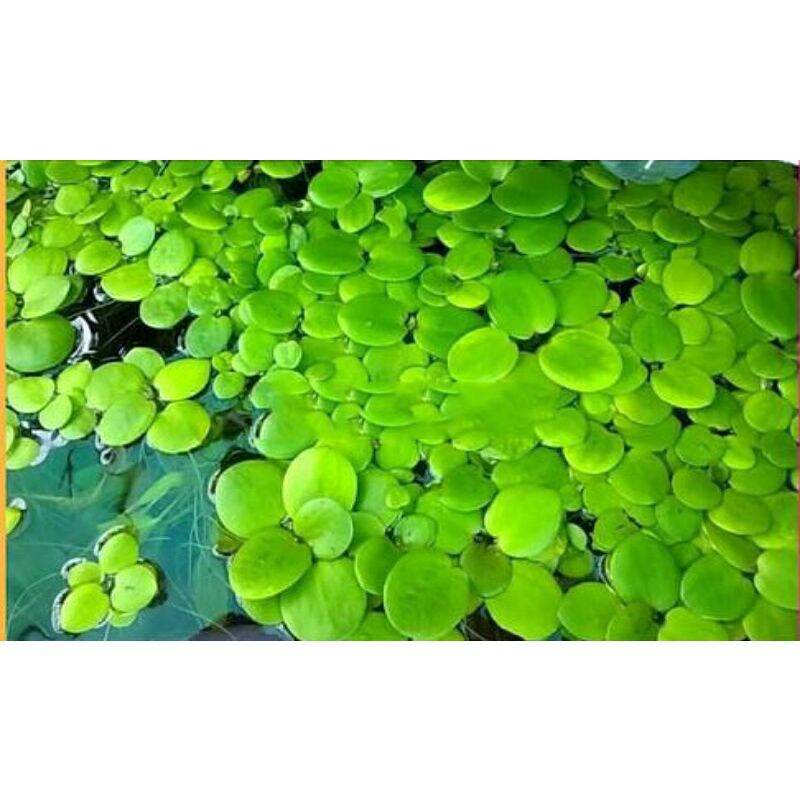 Combo 20 cây Bèo Nhật thủy sinh - Miền Bắc